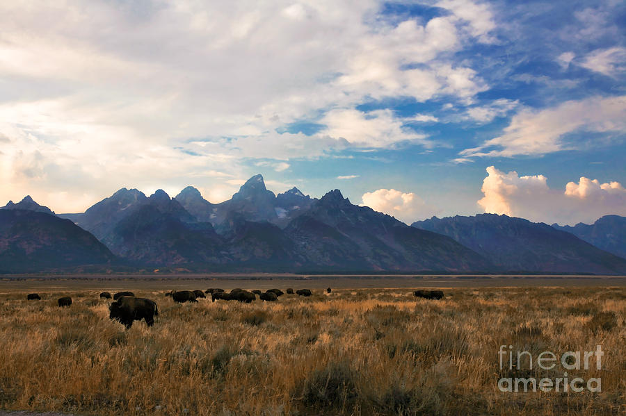Bison and Tetons Photograph by Clare VanderVeen