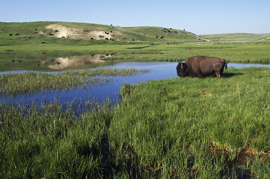 Bison At Edge Of Pool, Hayden Valley Photograph by David Ponton