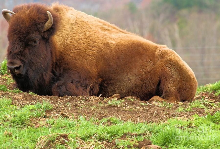 Bison At Rest Photograph by Adam Jewell
