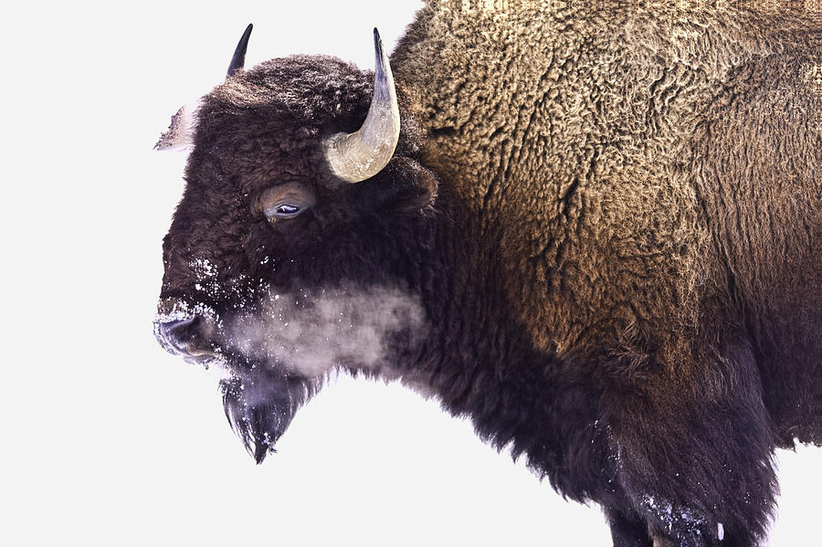 Bison Breath Photograph by Mark Harrington