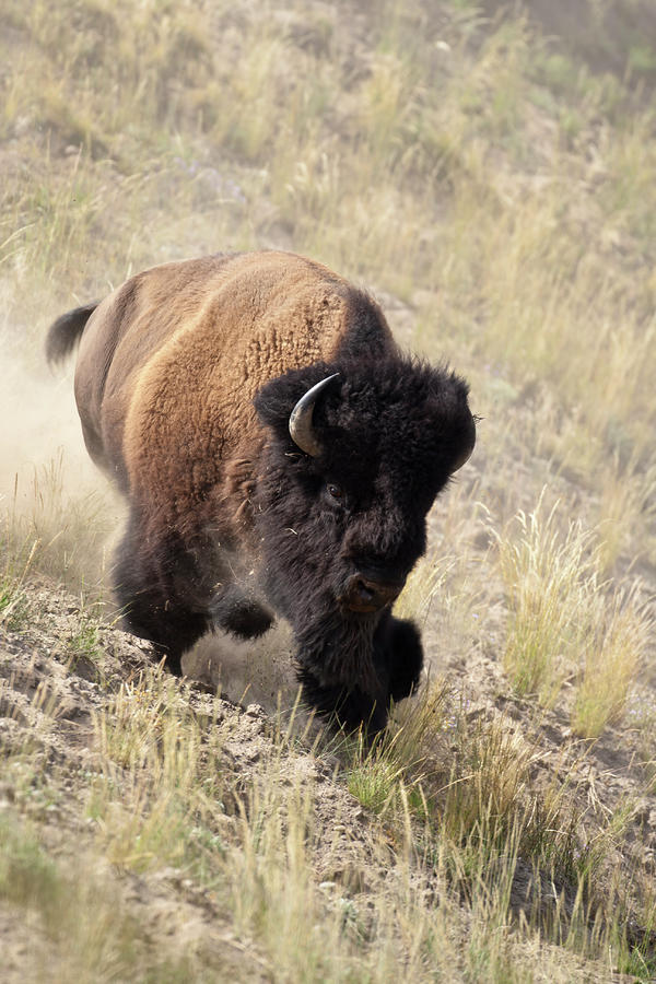 Bison bull Photograph by D Robert Franz