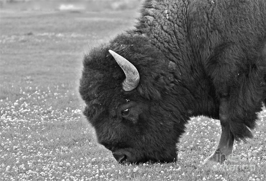 Yellowstone National Park Photograph - Bison Bull Grazing on Clover by Karon Melillo DeVega