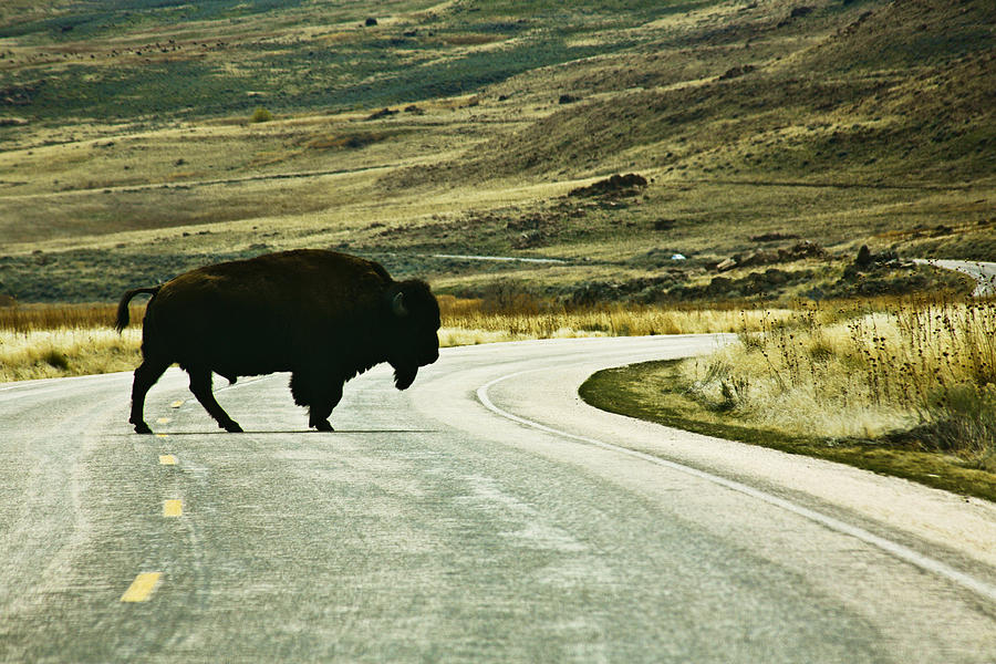 Bison crossing Highway Photograph by Marilyn Hunt