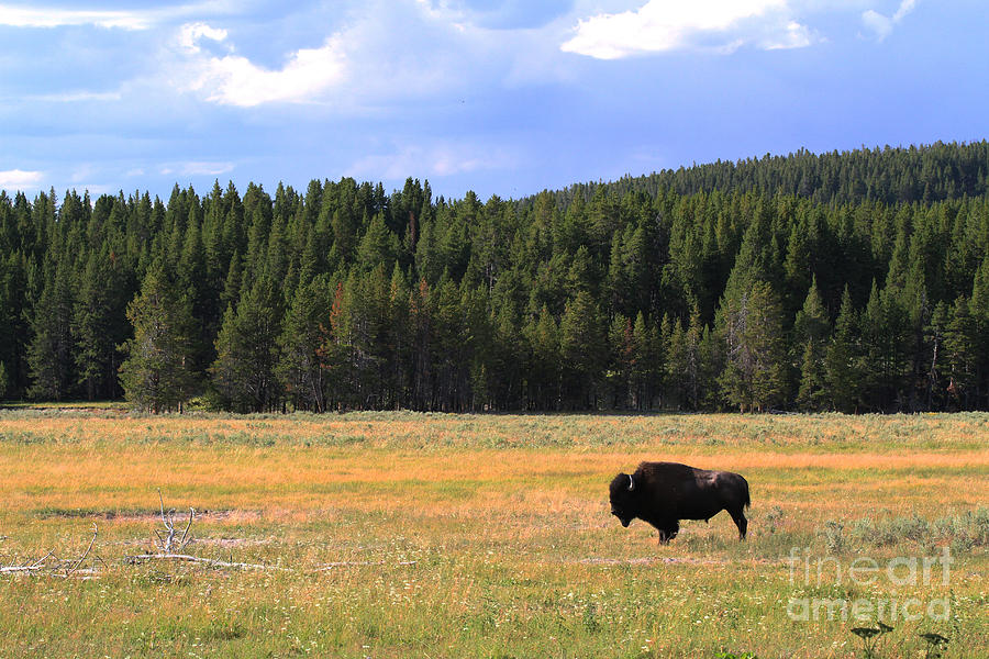 Bison Photograph by Edward R Wisell