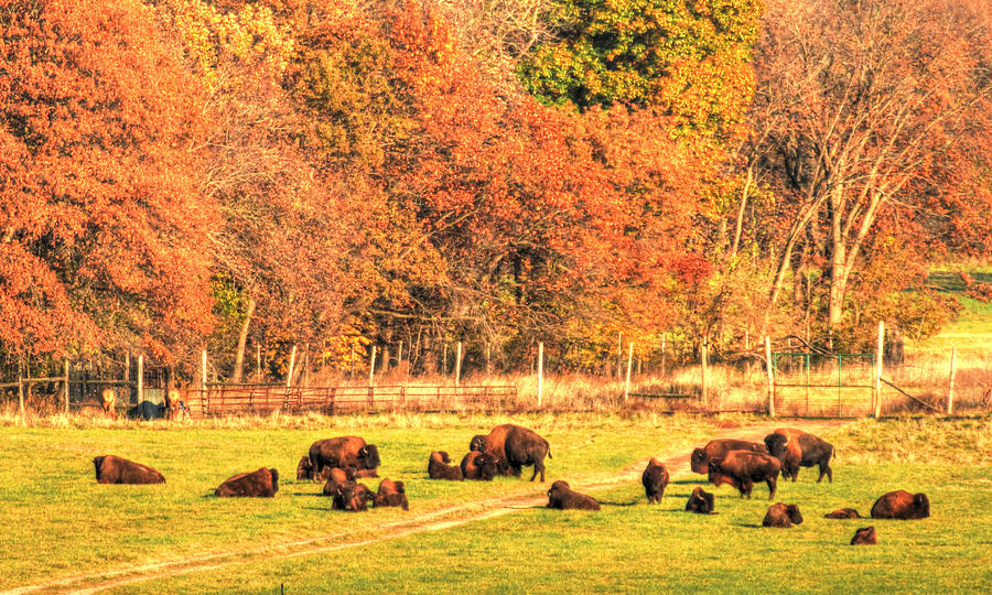 Bison Fall Photograph by Coby Cooper