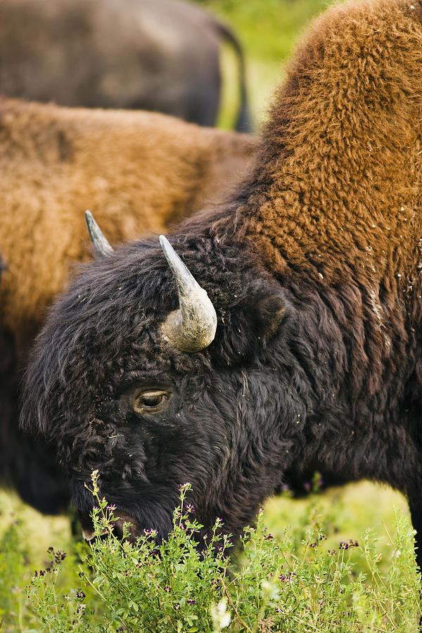 Bison Grazing, Northern British Columbia Photograph by Yves Marcoux