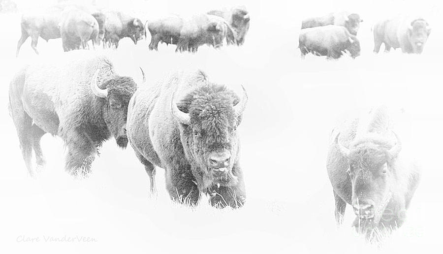 Bison Herd High Key Photograph by Clare VanderVeen