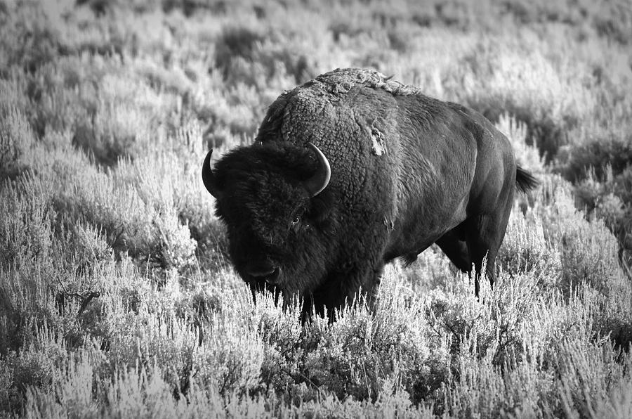 Yellowstone National Park Photograph - Bison in Black and White by Sebastian Musial