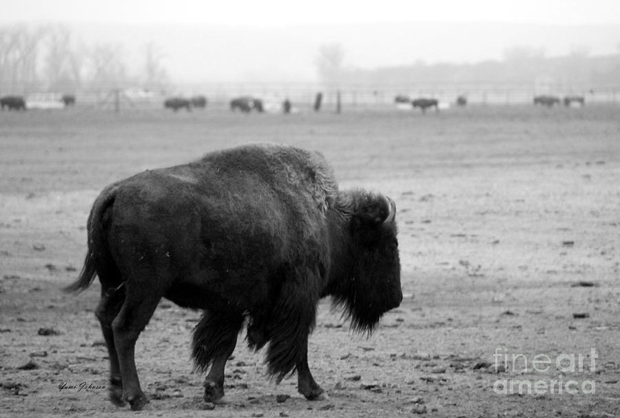 Bison in black and white Photograph by Yumi Johnson