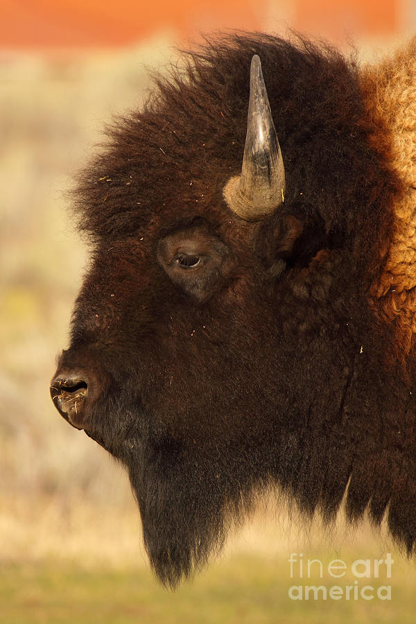Bison In Profile Photograph by Max Allen