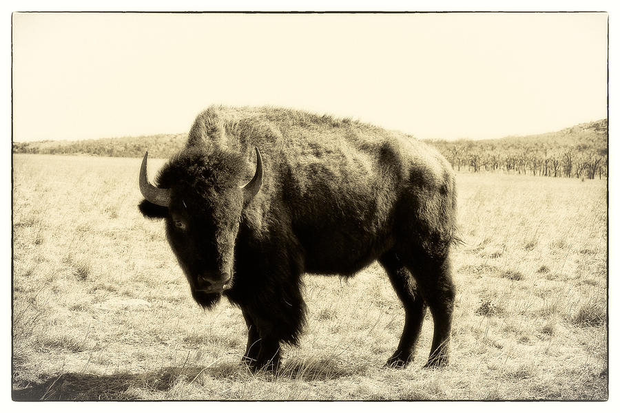 Bison in Sepia - Right View Photograph by Tony Grider