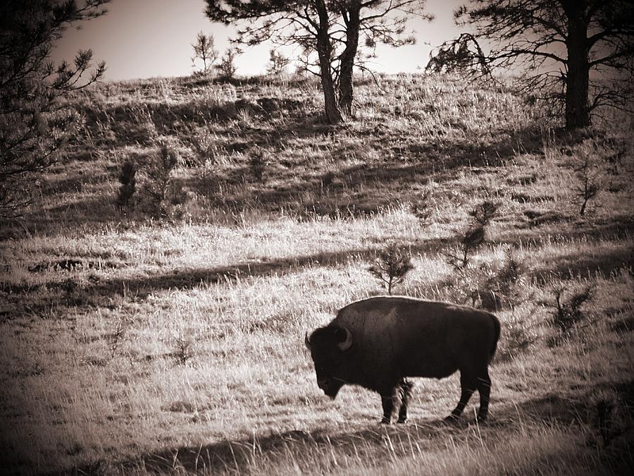 Bison in the Black Hills Photograph by HW Kateley