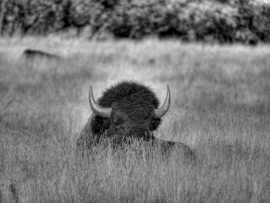 Bison in the grass Photograph by HW Kateley