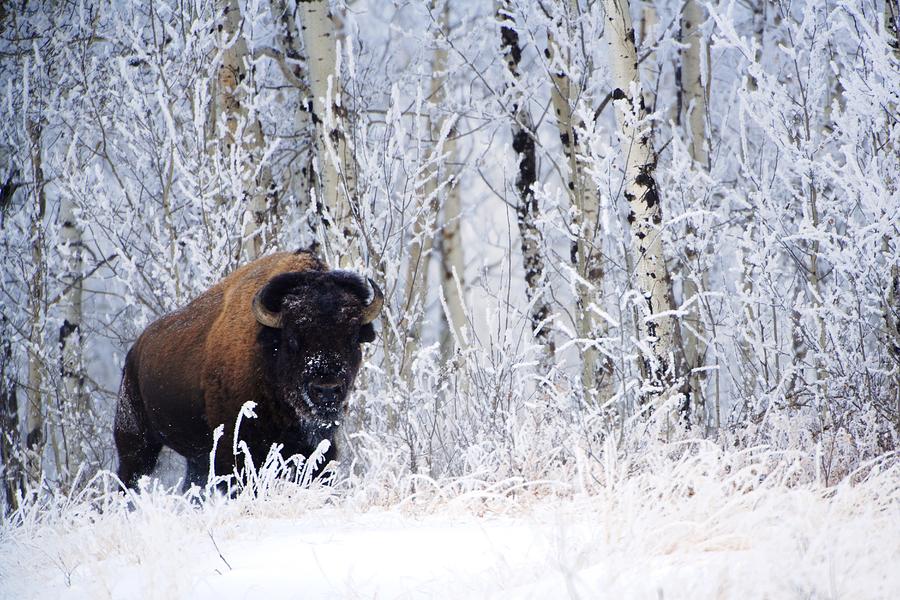 Bison In The Snow, Elk Island National Photograph by Richard Wear
