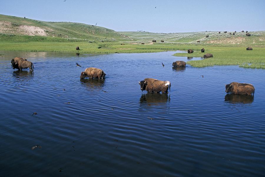 Bison In The Water With Numerous Cliff Swallows (petrochelidon Pyrrhonota) Photograph by Design Pics / David Ponton