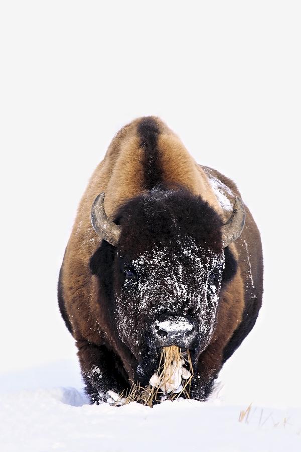 Bison In Winter Photograph by Richard Wear