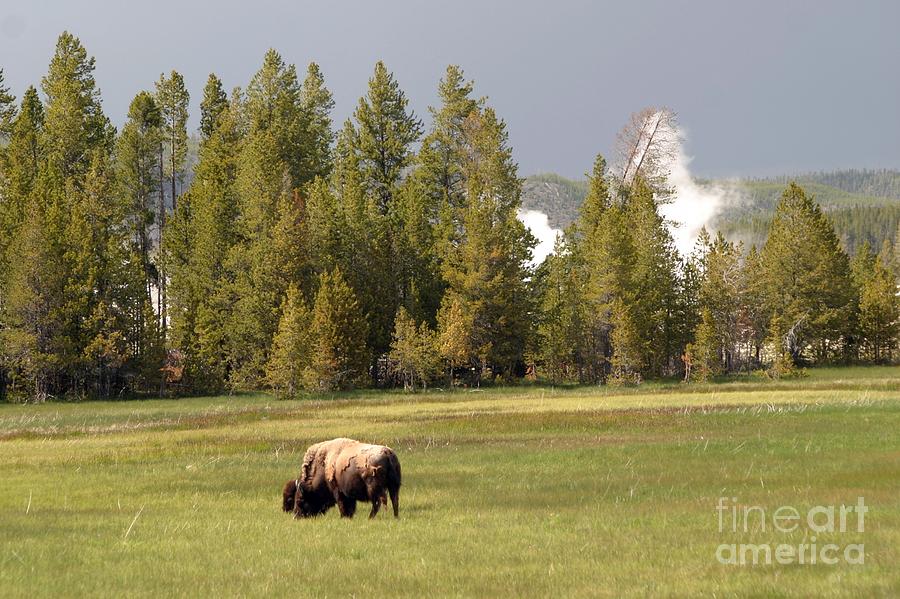 Bison In Yellowstone Photograph by Living Color Photography Lorraine Lynch