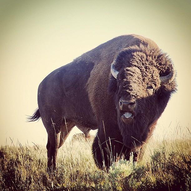 Yellowstone National Park Photograph - #bison In #yellowstone National Park by Cassidy Taylor