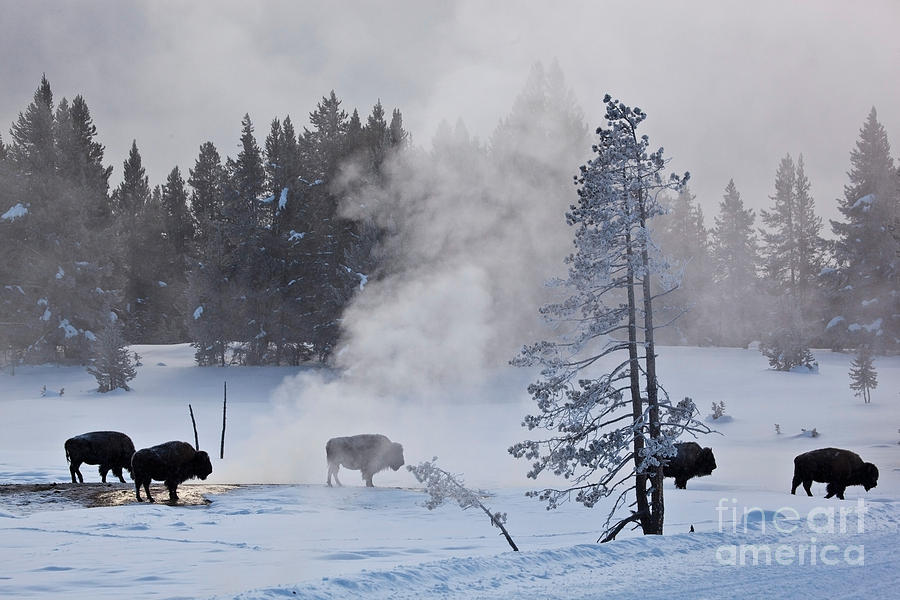 Bison In Yellowstone Np Photograph by Greg Dimijian