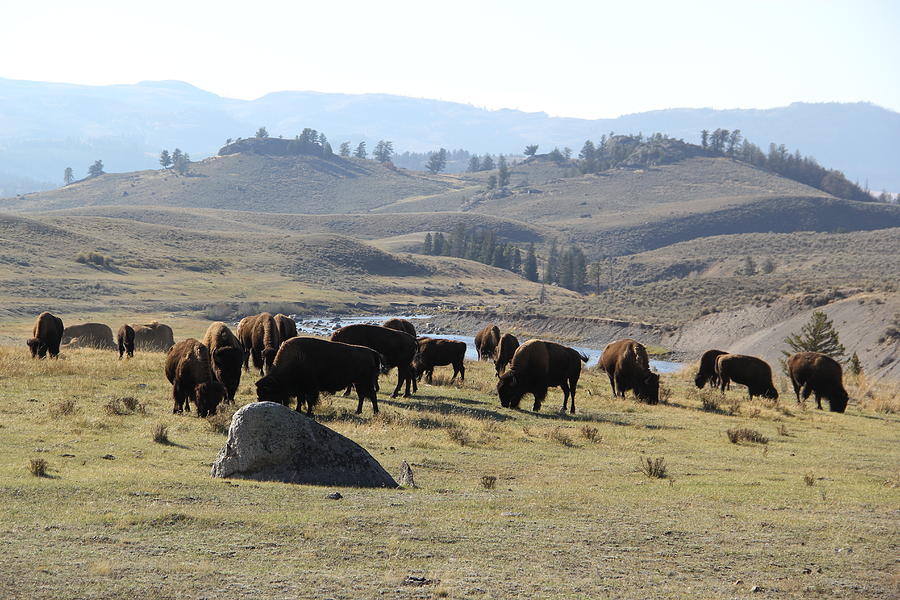 Bison land Yellowstone National Park Photograph by Brad Scott