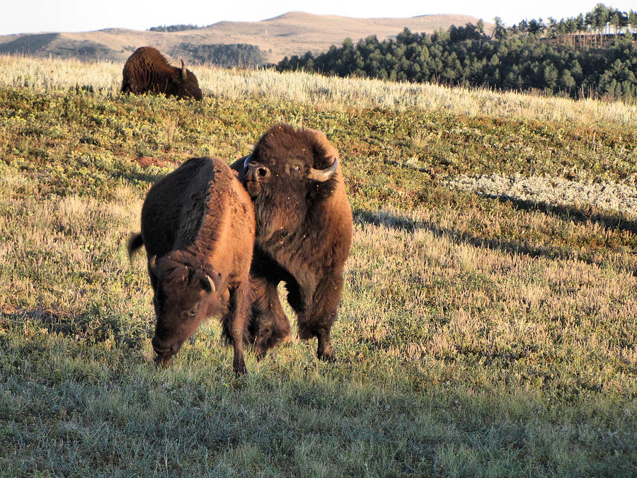 Buffalo Photograph - Bison Moves by Marion Muhm