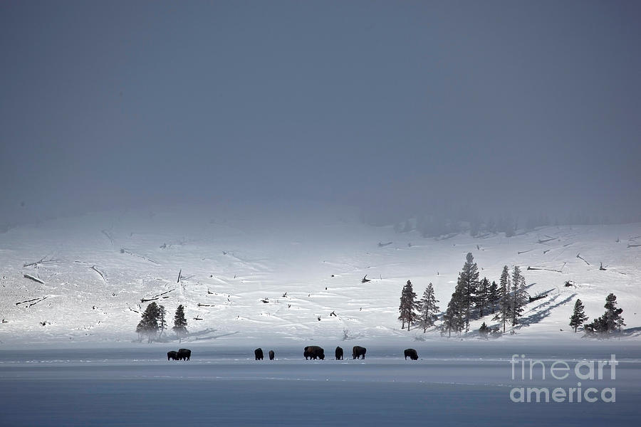 Bison On Snowy Plains Photograph by Greg Dimijian