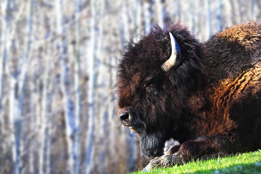 Animal Photograph - Bison by Richard Wear