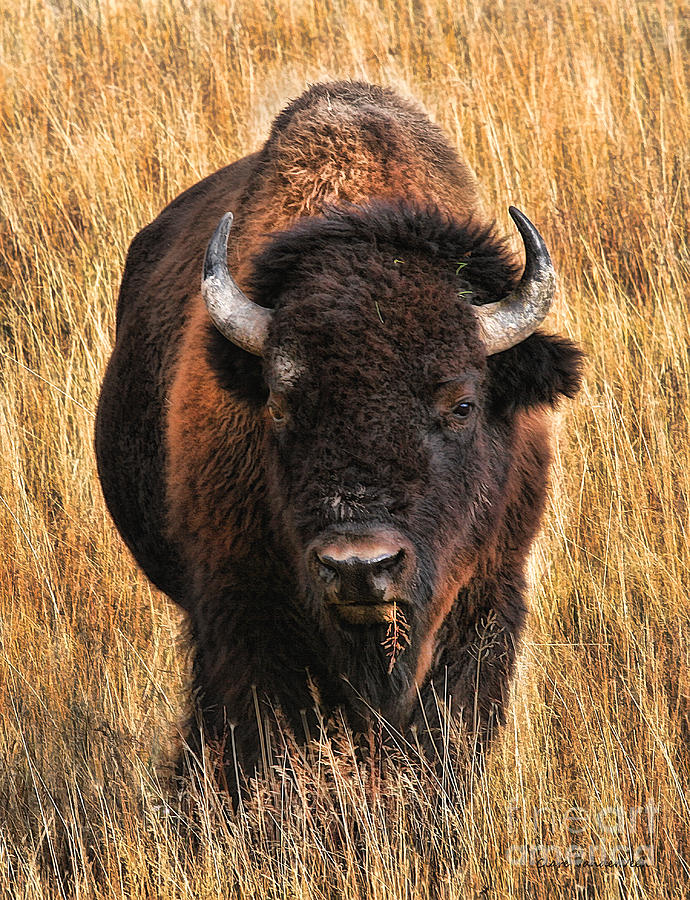 Bison Staredown Photograph by Clare VanderVeen
