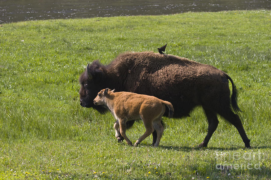 Bison with Calf - Yellowstone Photograph by Craig Lovell