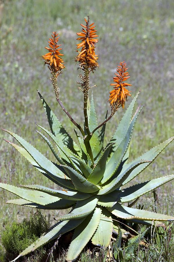 Flower Photograph - Bitter Aloe (aloe Ferox) by Bob Gibbons