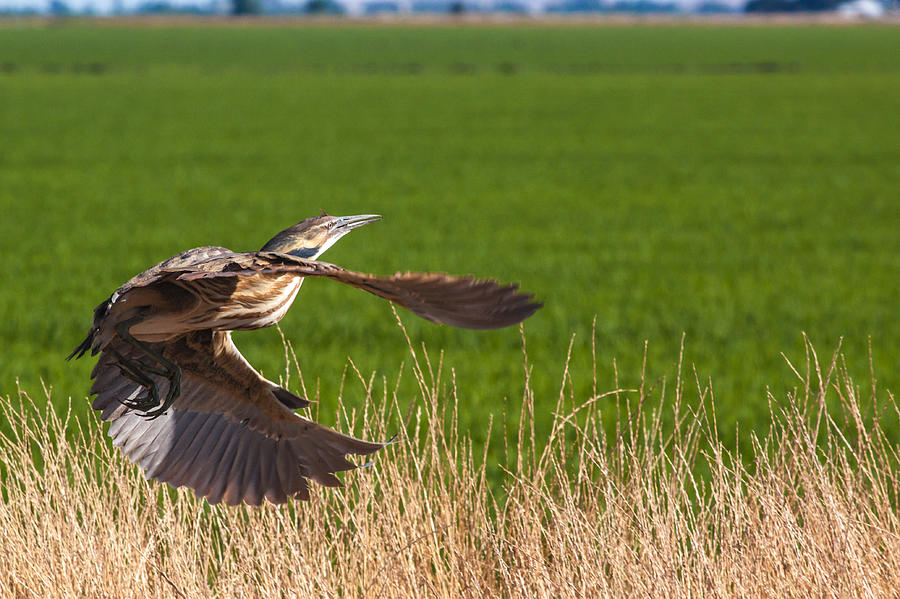Agriculture Photograph - Bittern in Flight by Chris Fullmer Agriculture Photograph - Bittern in Flight by Chris Fullmer