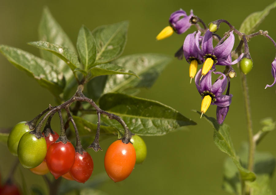 Bittersweet (solanum Dulcamara) by Bob Gibbons