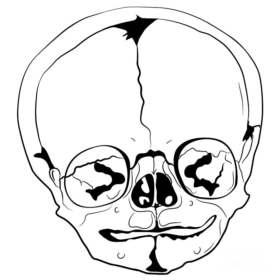Halloween Drawing - Bizarre Skull by Michal Boubin