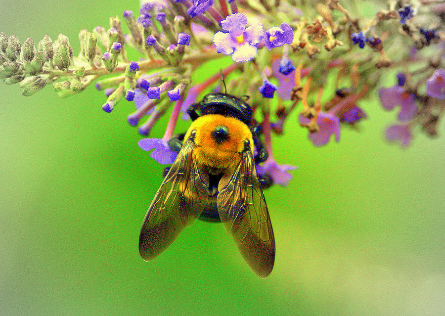Bizi Bee 3 Digital Art by Aron Chervin