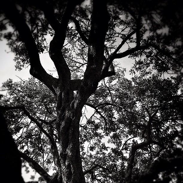 Nature Photograph - Black & White Trees...#nature #trees by Loghan Call