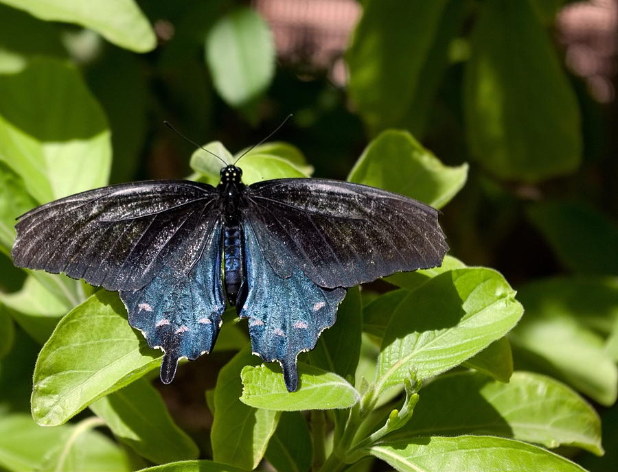 Black and Blue Photograph by Diane Backs-Mancuso | Fine Art America