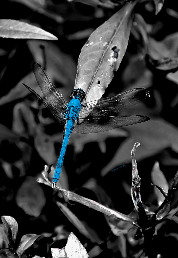 Black and Blue Photograph by DigiArt Diaries by Vicky B Fuller