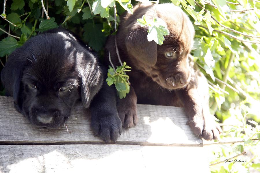 Black and brown puppies Photograph by Yumi Johnson
