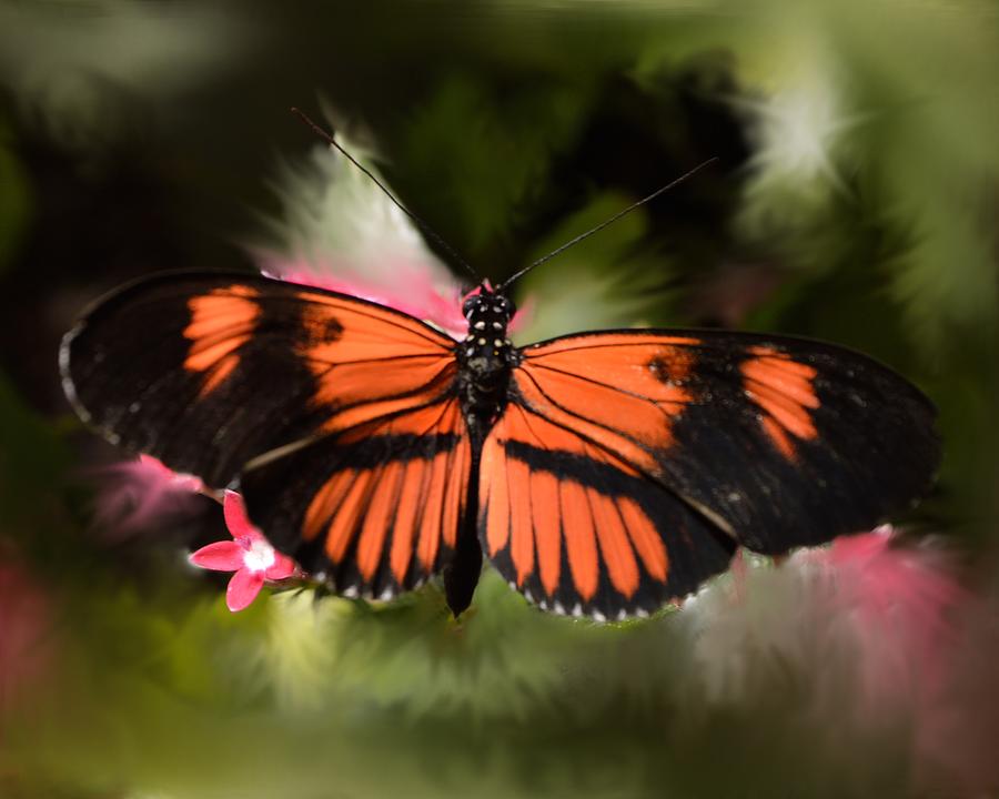 Black and Orange Butterfly Photograph by Billy Beck