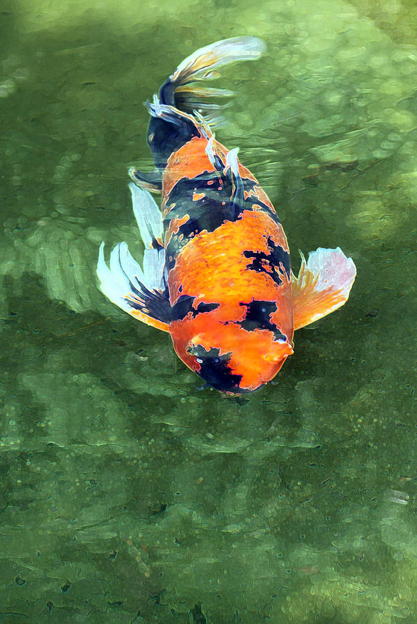 Black and Orange Koi Fish Photograph by J Michael Elliott