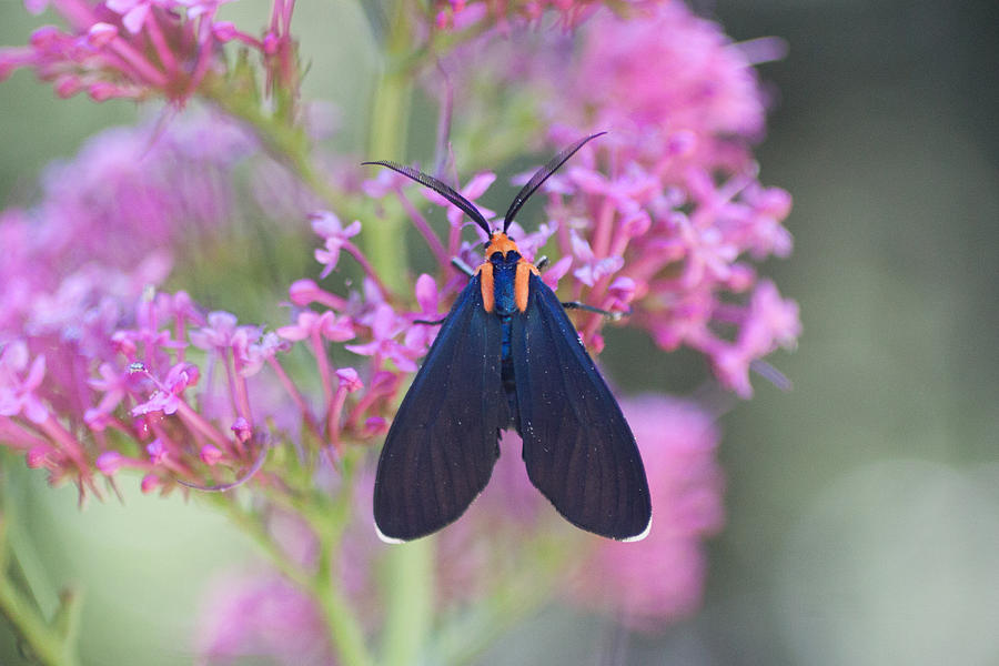 Camino Photograph - Black and Orange Moth by Chris Fullmer