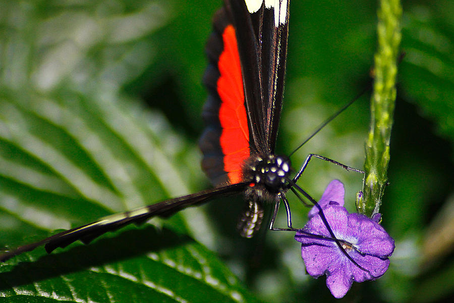 Black and Red Butterfly on a Purple Flower Photograph by Scott Hovind