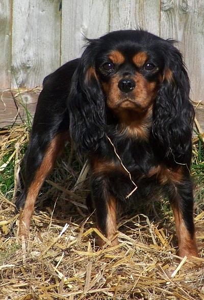 Black and Tan Cavalier Photograph by Tanya Stringer - Fine Art America