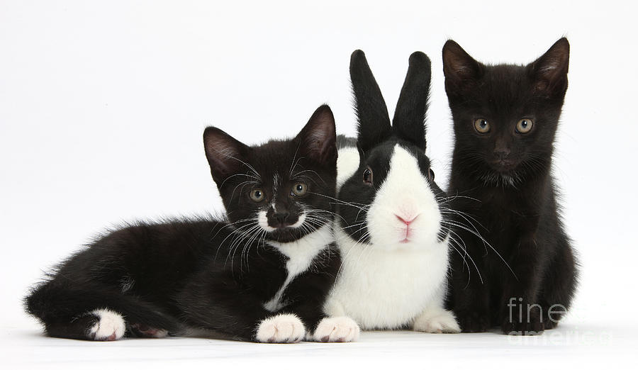 Nature Photograph - Black And Tuxedo Kittens With Dutch by Mark Taylor