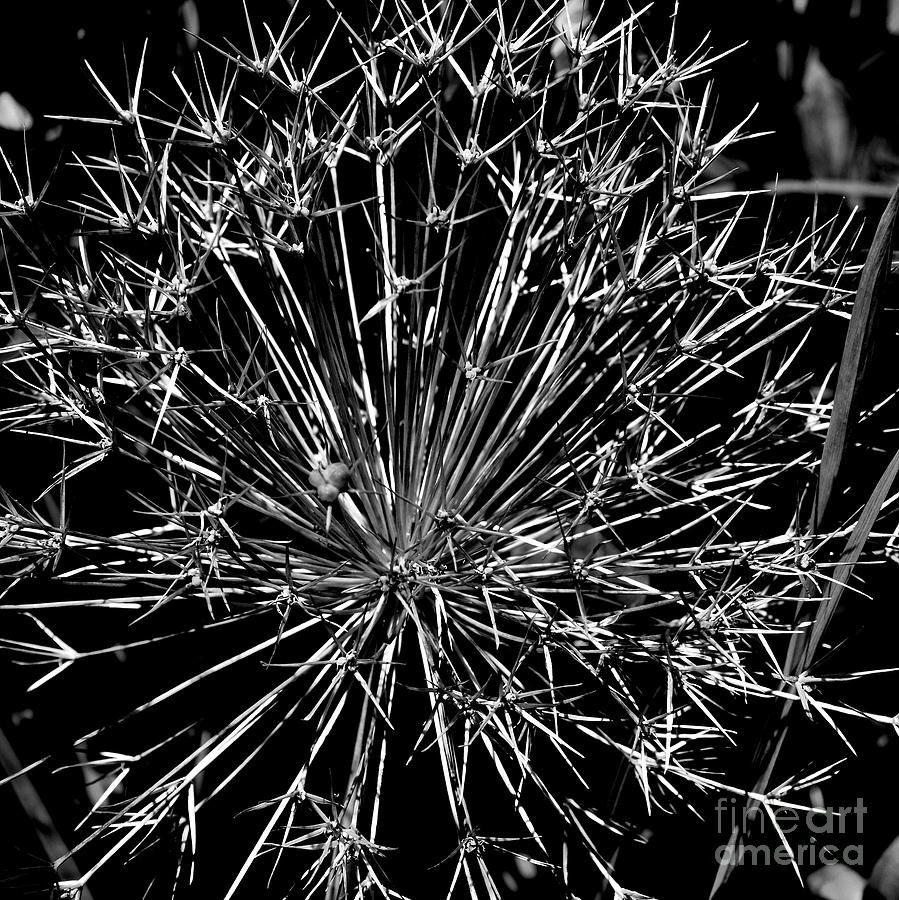 Black and White Allium  2 Photograph by Tatyana Searcy