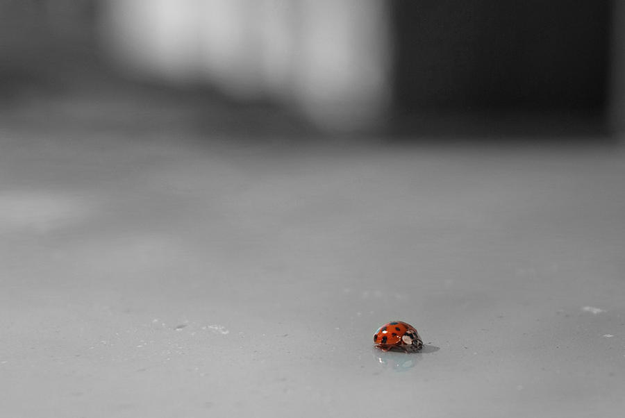 Black and White and Red All Over Photograph by Brenda Laird Fine Art America