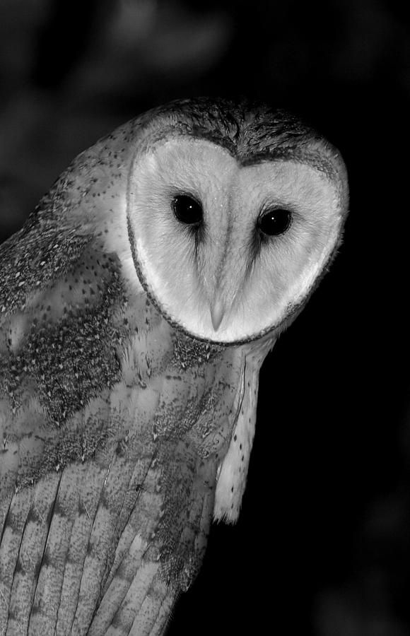 black and white photography owl