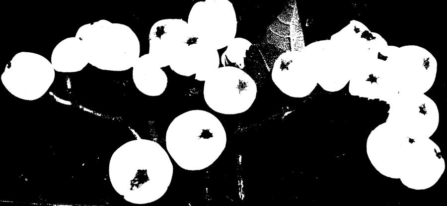 Black and white Berries Painting by Renate Wesley