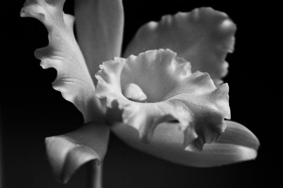 Black and White Bloom Photograph by Kelly Hazel
