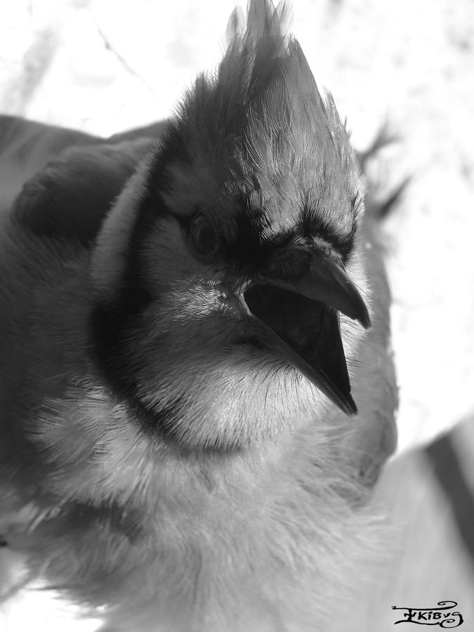 Bird Photograph - Black and white blue jay by Alana  Schmitt
